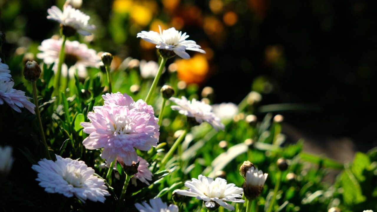 白ボンザの花開き始める20190401-2