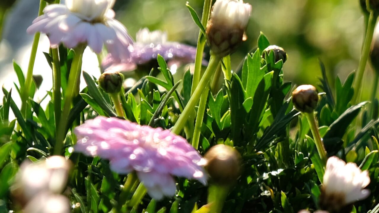 白ボンザマーガレットとオーブ2019-3