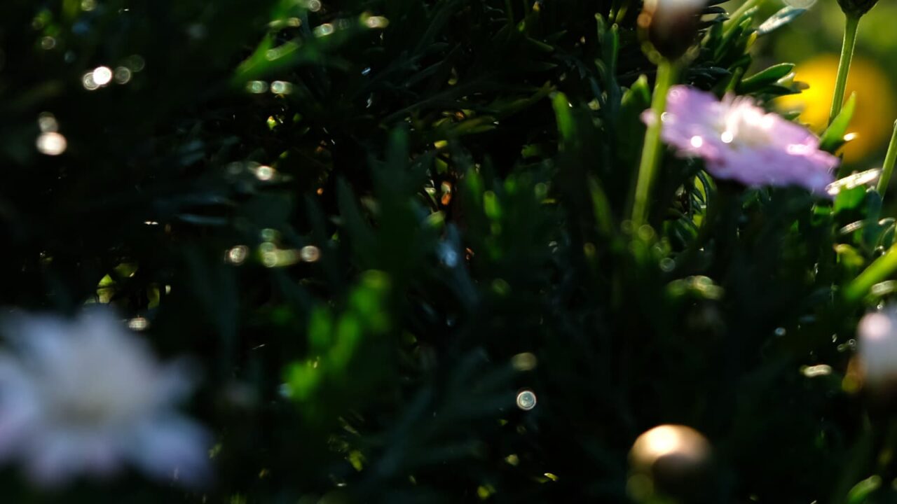 白ボンザマーガレットとオーブ2019-6