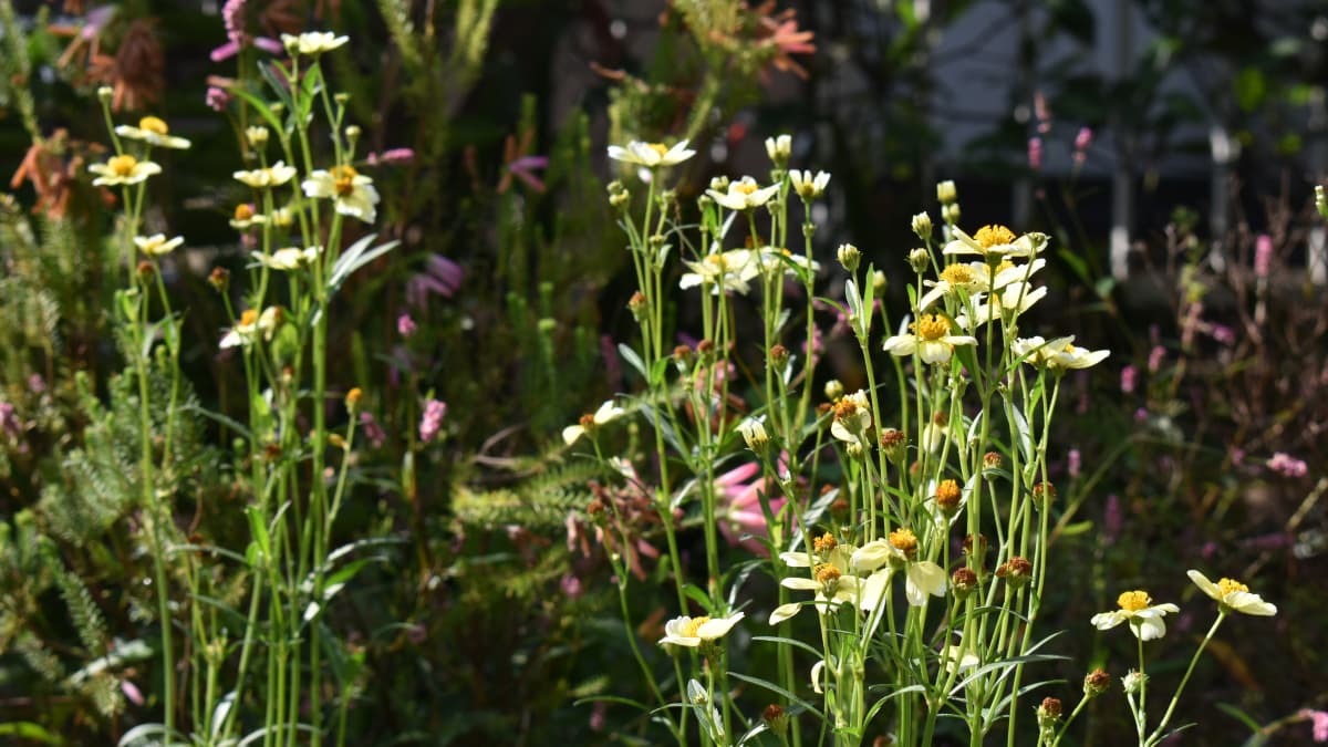 ウインターコスモス20201013空気が澄むがごとし