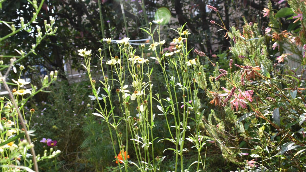 ウインターコスモス20201013-2