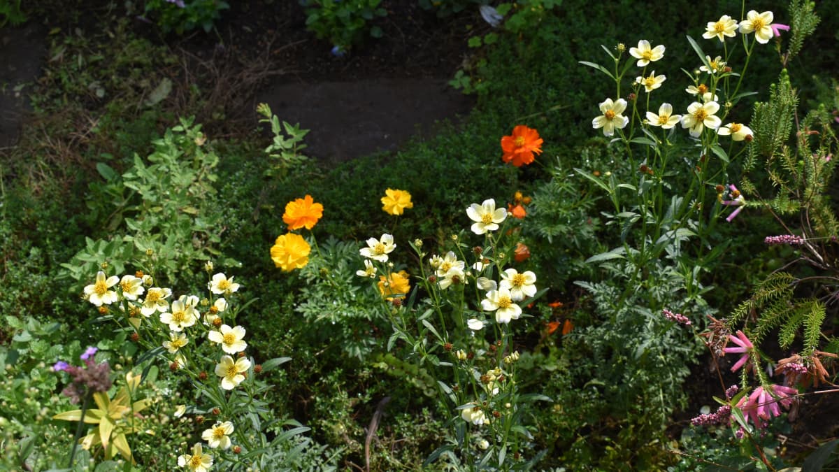 ウインターコスモス20201013-3