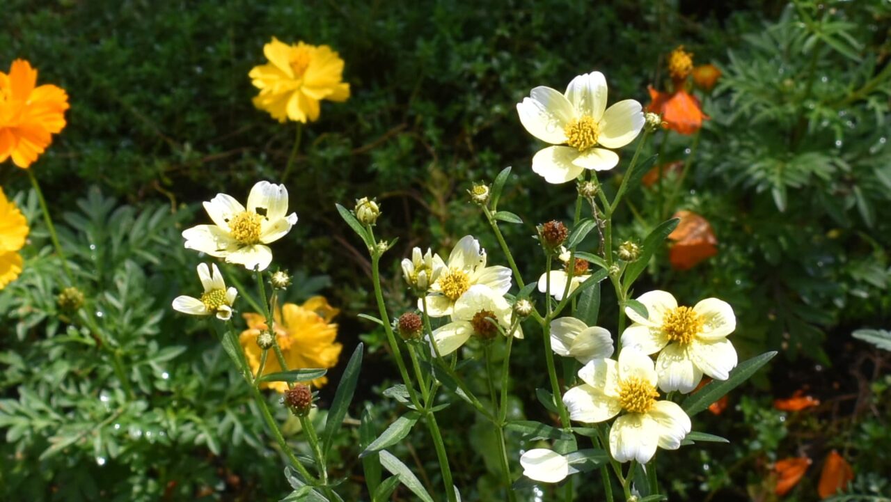 ウインターコスモス20201013濃い色の花の中でレモンイエローが爽やか