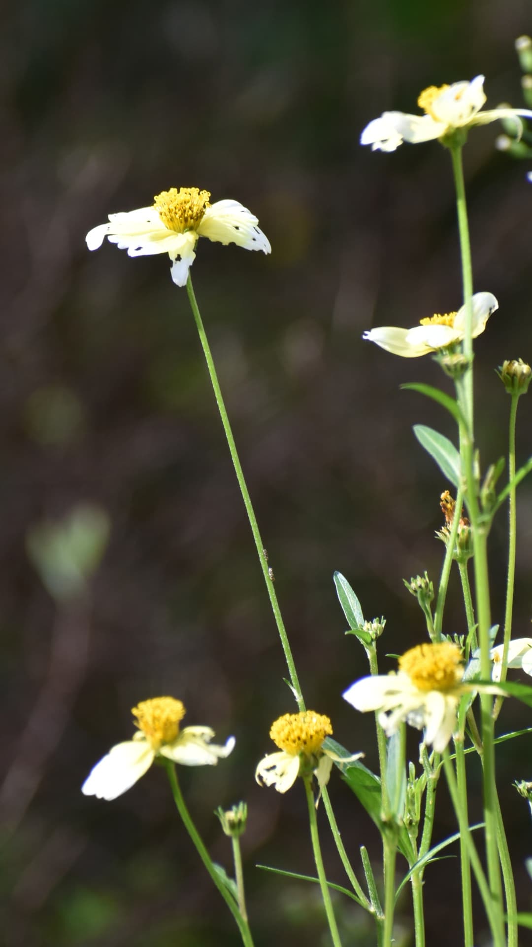 ウインターコスモス20201020か細い茎なのに折れない