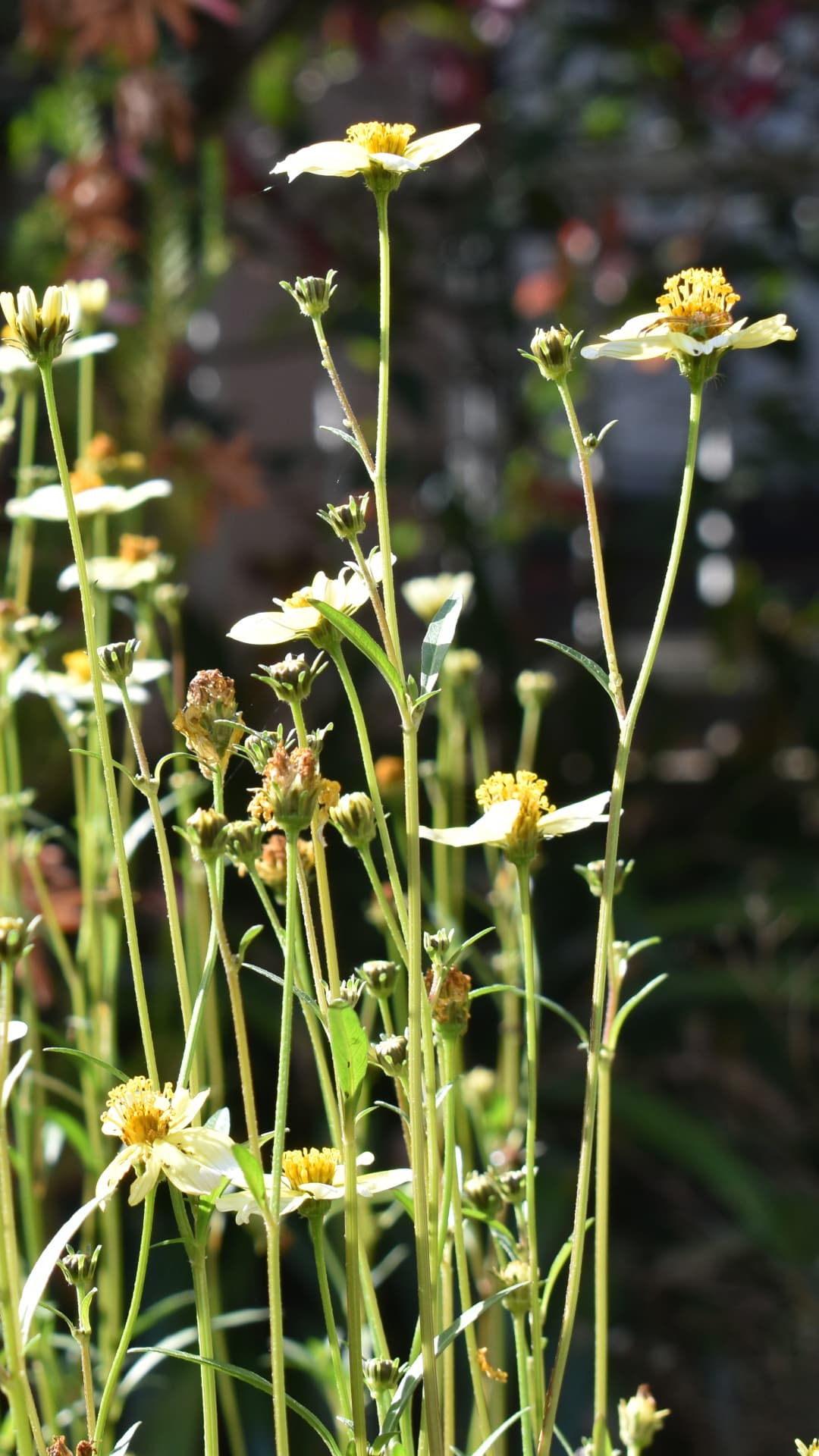 ウインターコスモス20201031楚々として立つ