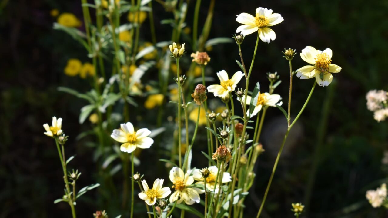 ウインターコスモス20201031深まりゆく秋の中で鮮やかに