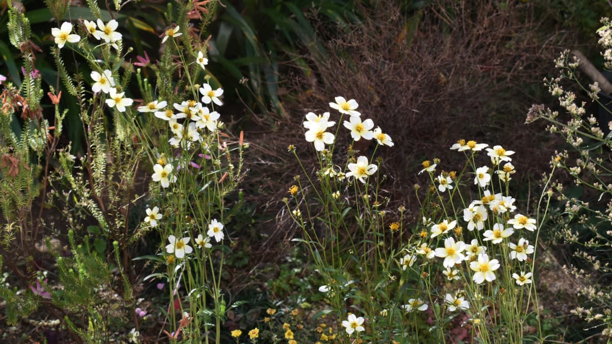 ウインターコスモス20201121