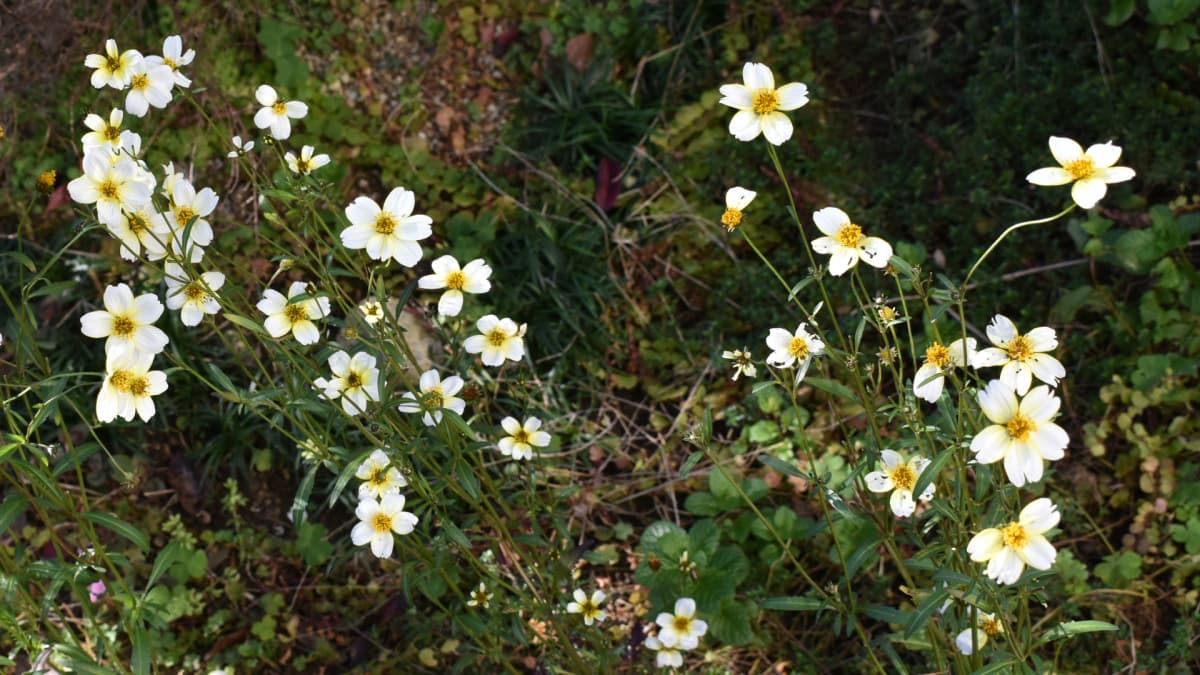 ウインターコスモス20201128軽やかに踊る