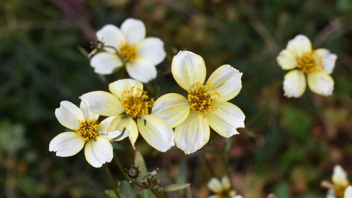ウインターコスモス20201219―12月になっても変わらぬ花弁