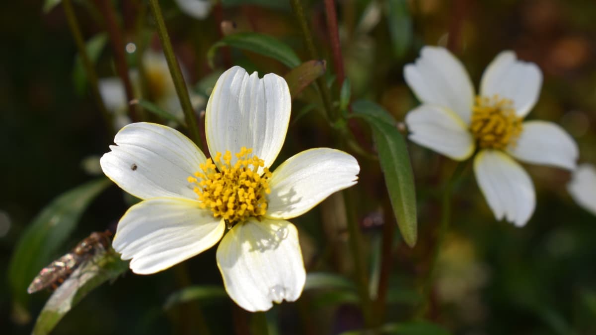 ウインターコスモス20201227―一輪拡大