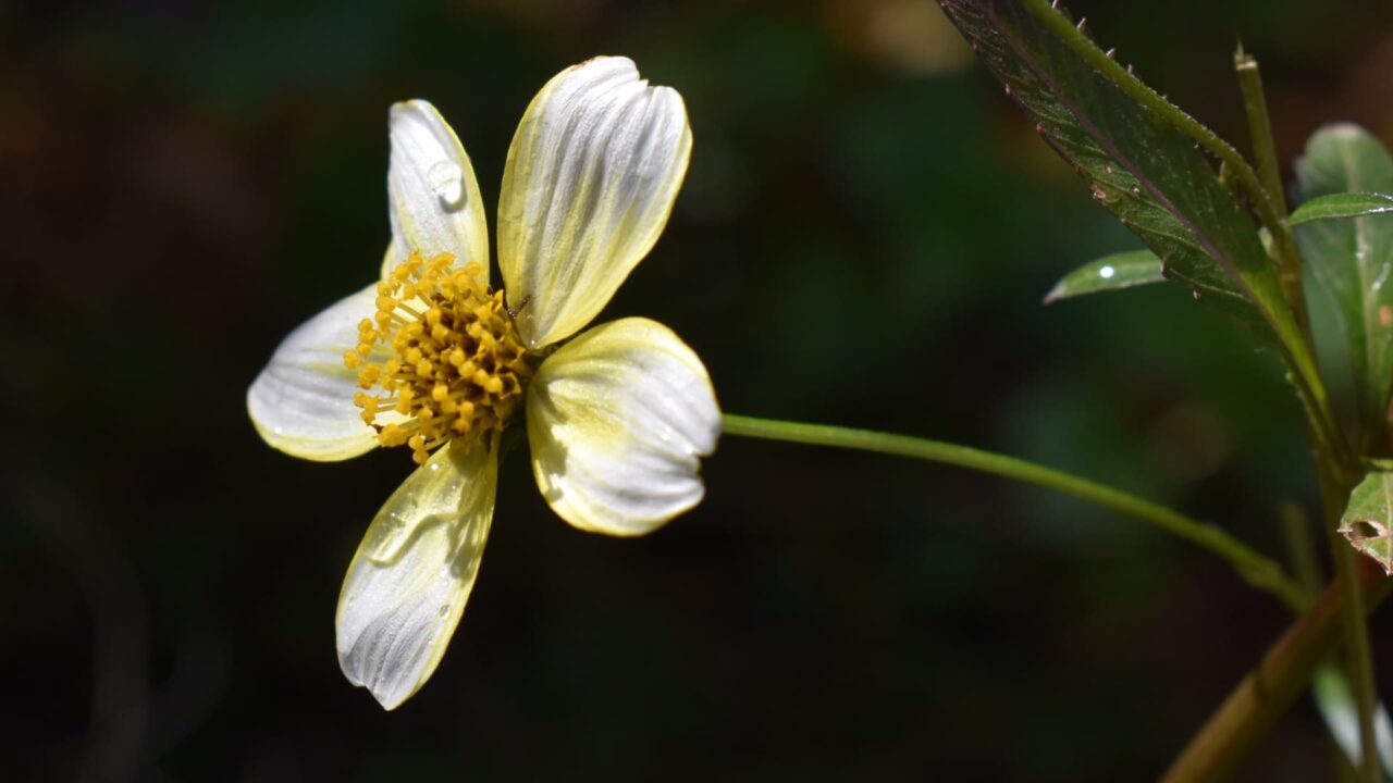 ウインターコスモス20201227-年末なのに瑞々しい