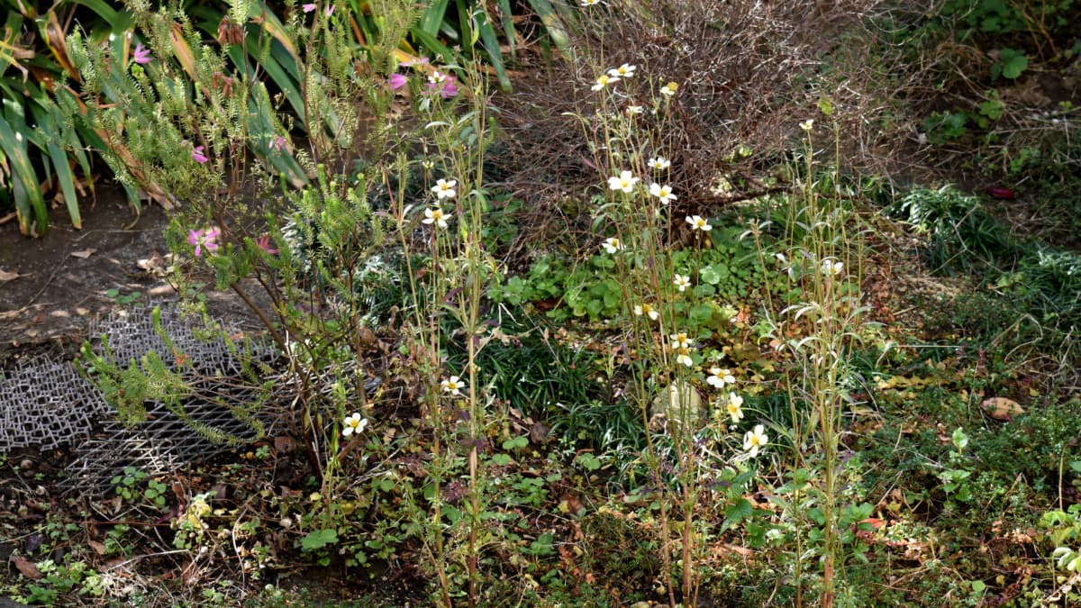 ウインターコスモス20201227―１月まで咲き続け