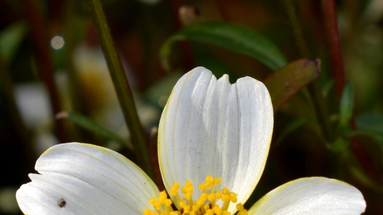 wintercosmos2020orb1