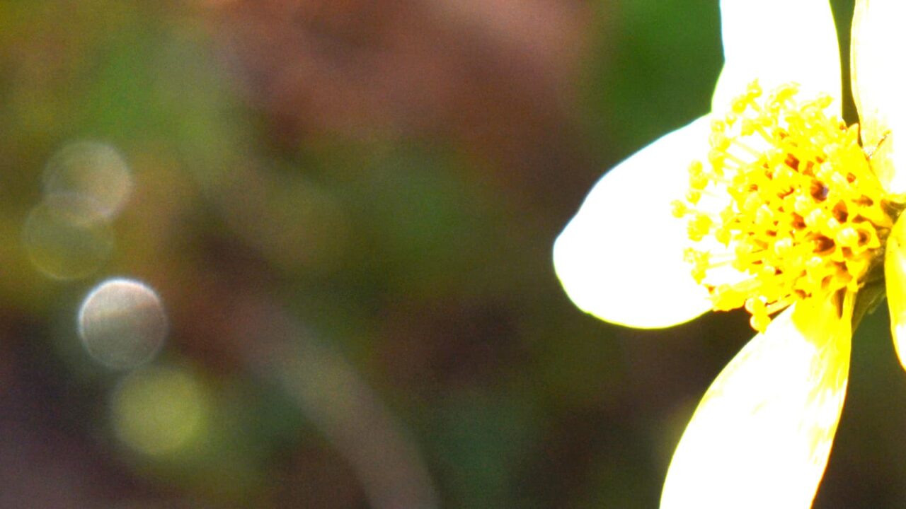 wintercosmos2020orb2