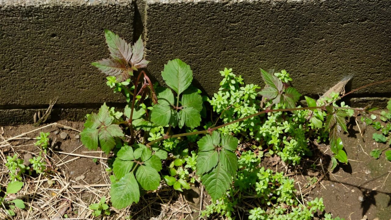 ヤブガラシ20190501(どこでも生えてくる)