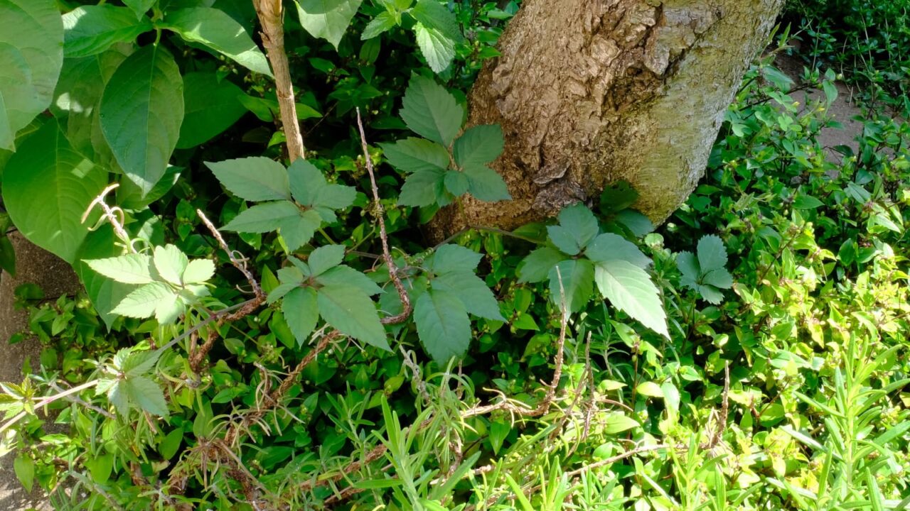 ヤブガラシ20190526(株元の成葉)