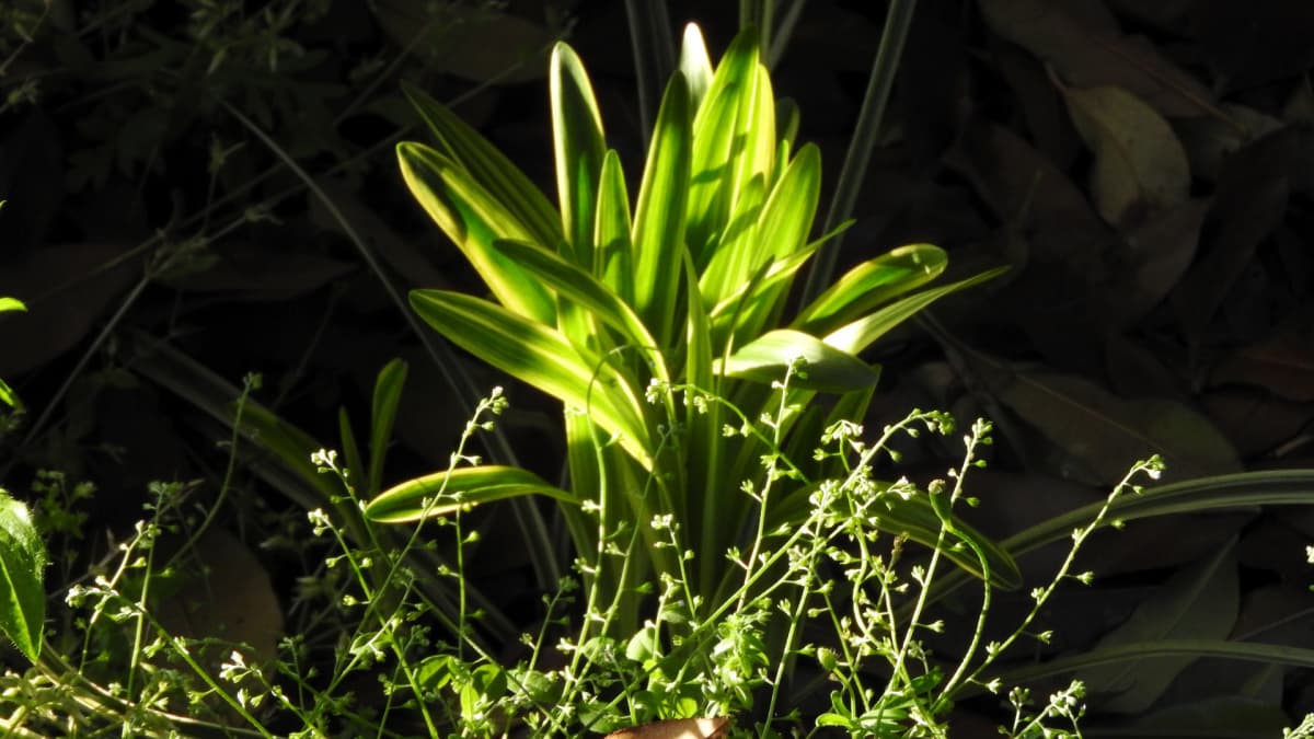 ヤブラン（キャッチコピー画像）