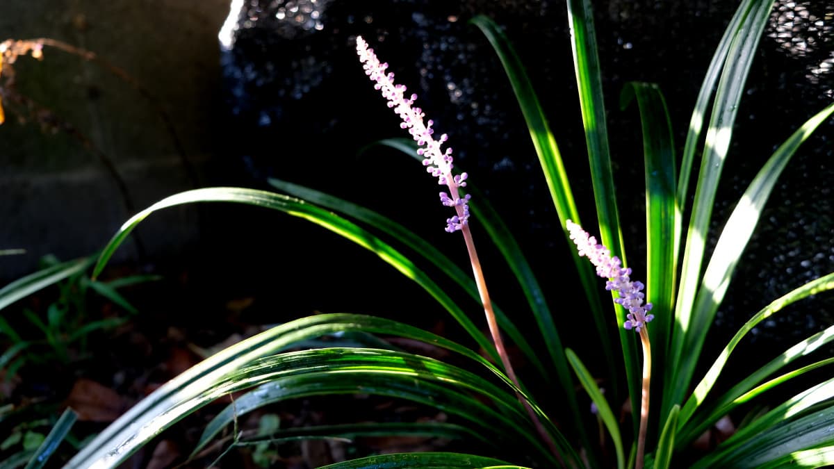 ヤブランの花20180831朝日に透かされた紫と緑が美しい