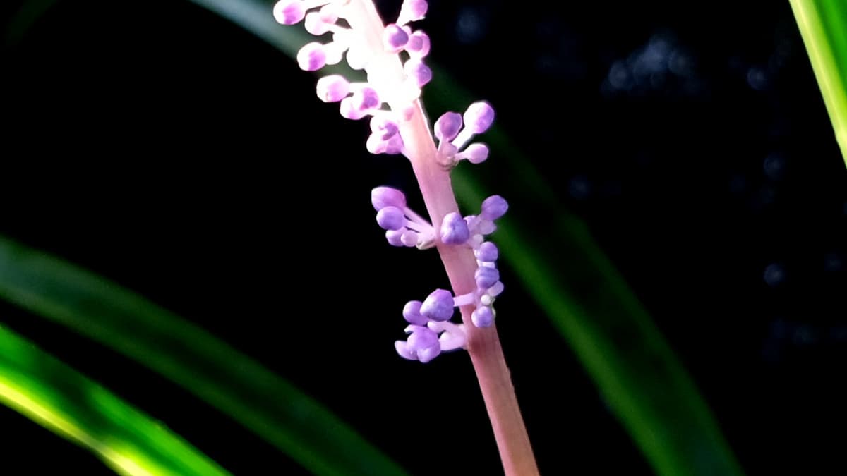 ヤブランの花20180831近接撮影
