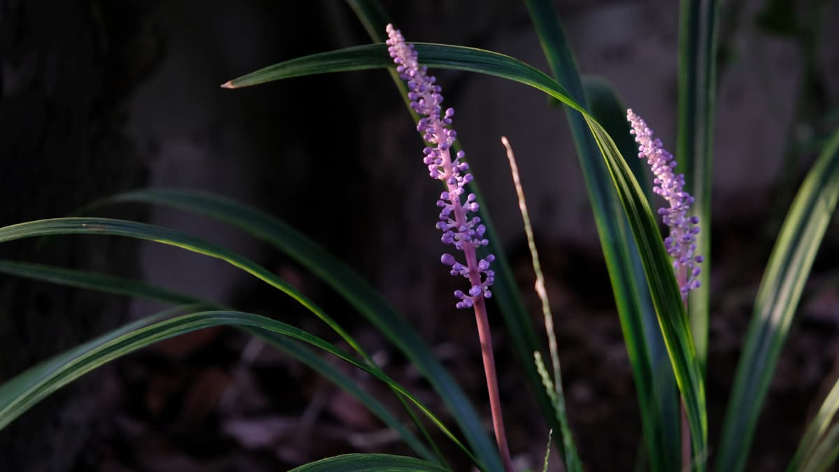 ヤブランの花20180901