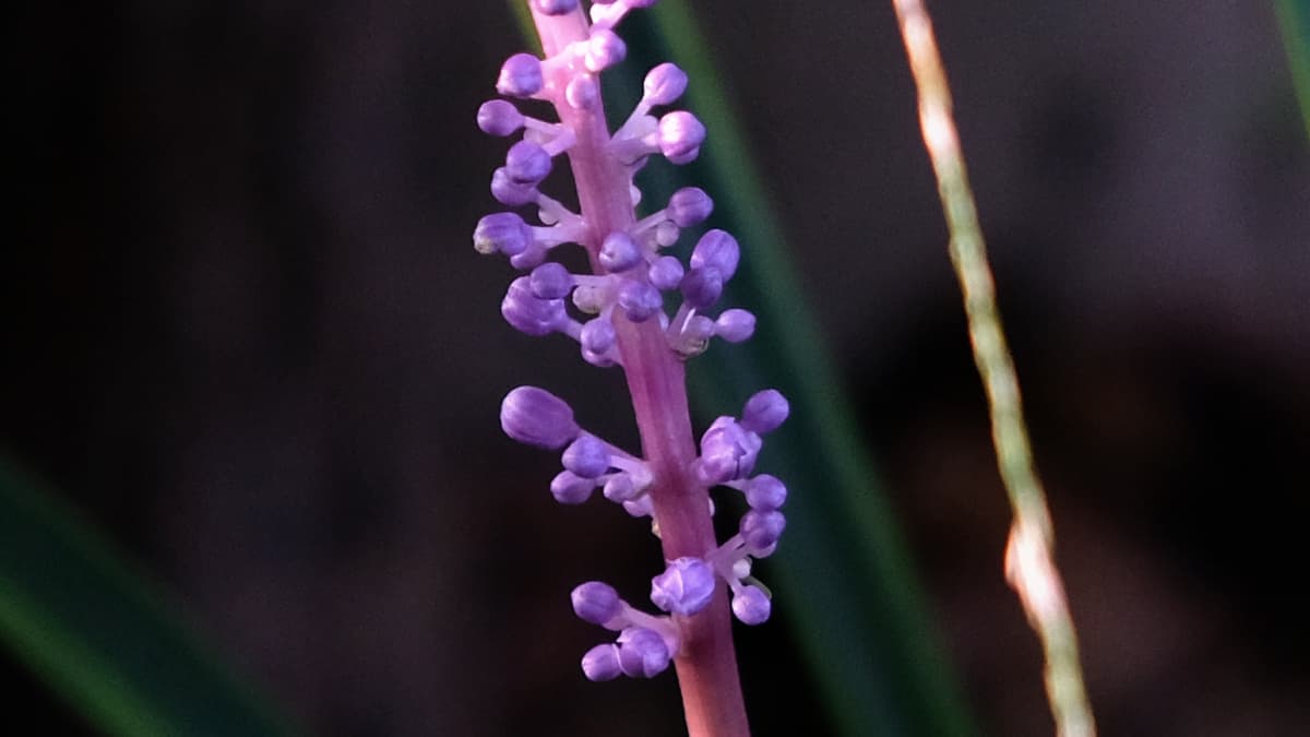 ヤブランの花20180901近接撮影