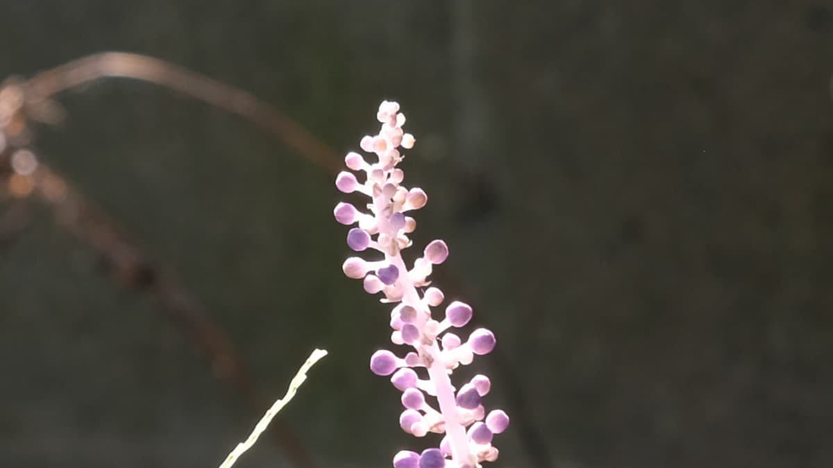 ヤブランの花20180906朝日に輝く