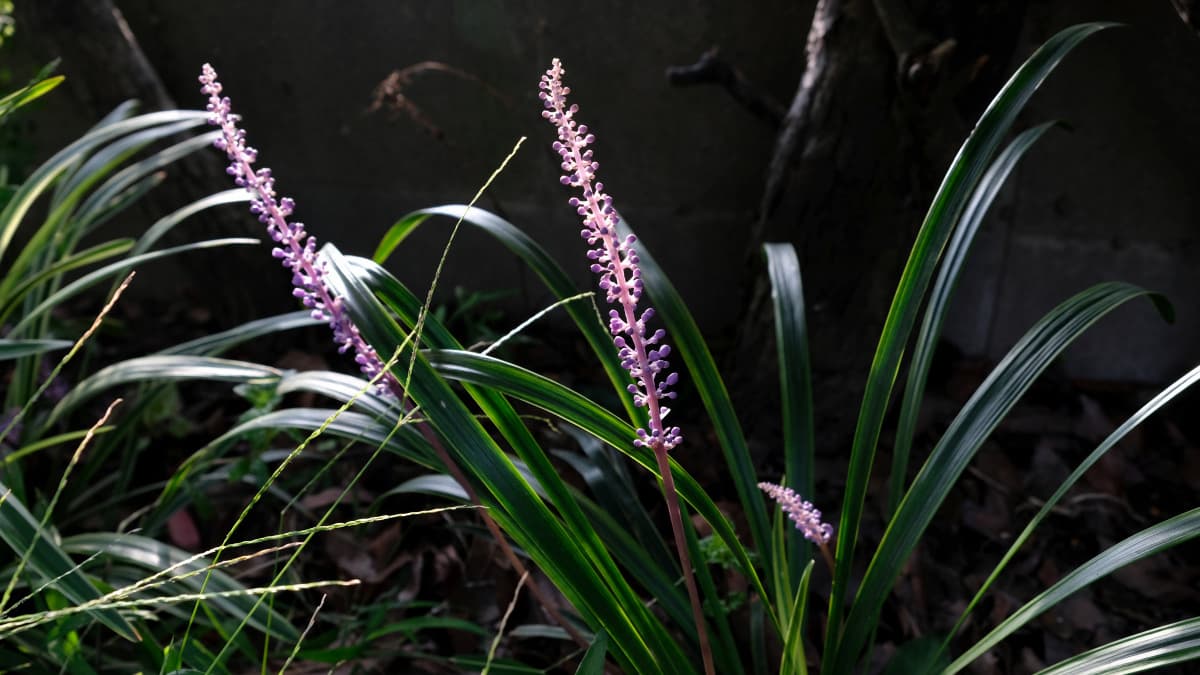ヤブランの花20180906