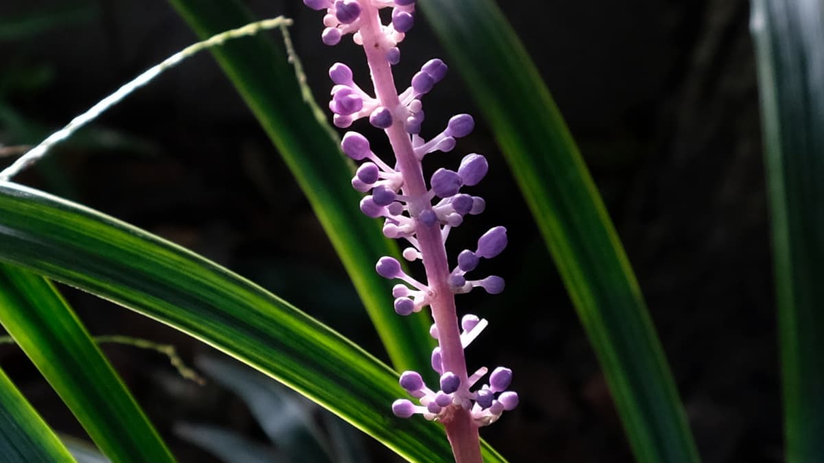 ヤブランの花20180906近接撮影