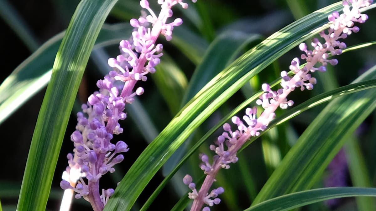 ヤブランの花20180908-1近接撮影