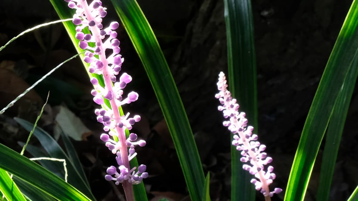 ヤブランの花20180908-2朝日の中でピンク色