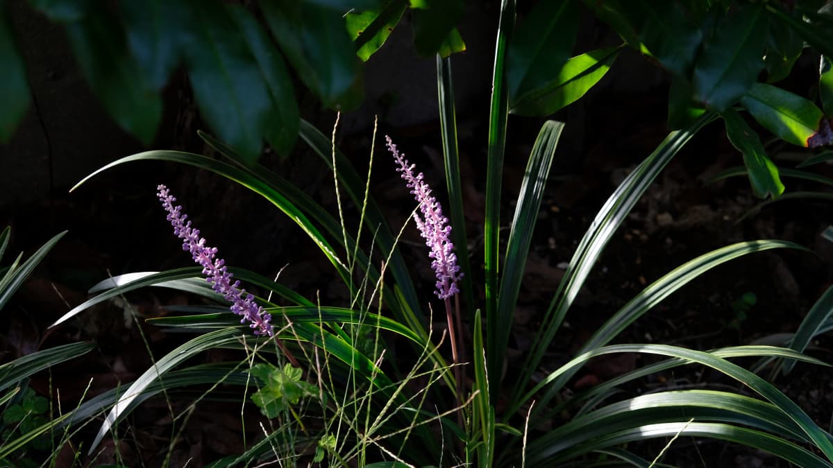 ヤブランの花20180908-3暗がりの中に浮かび上がる