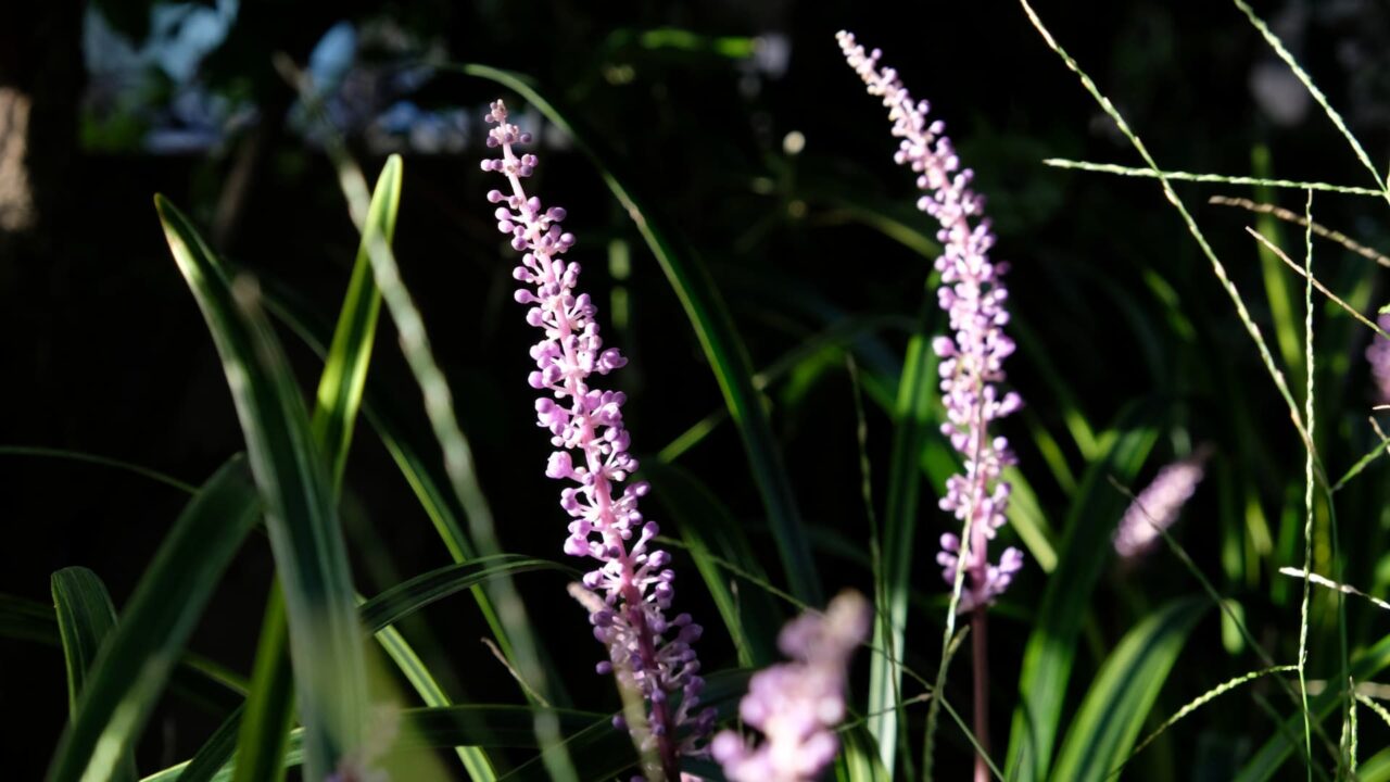 ヤブランの花20180908-3近接撮影