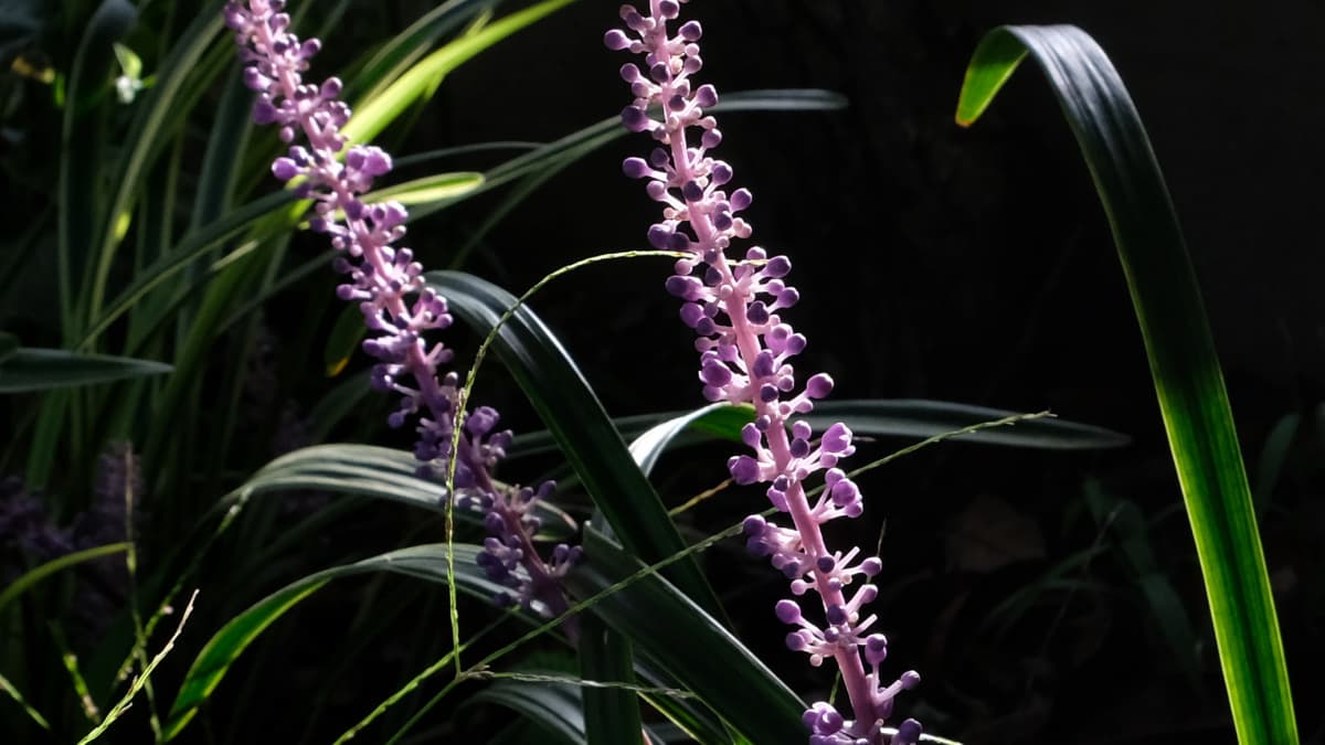 ヤブランの花20180908-4近接撮影