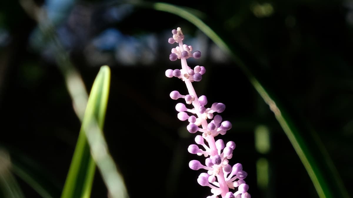 ヤブランの花20180908-5花穂の天辺