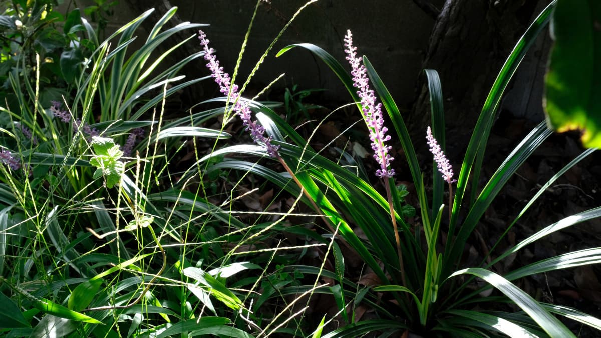 ヤブランの花20180908