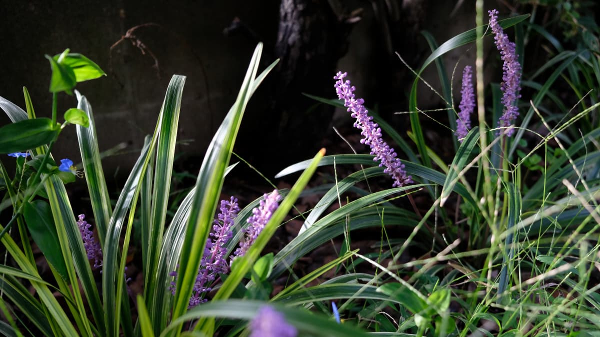 ヤブランの花20180919散在