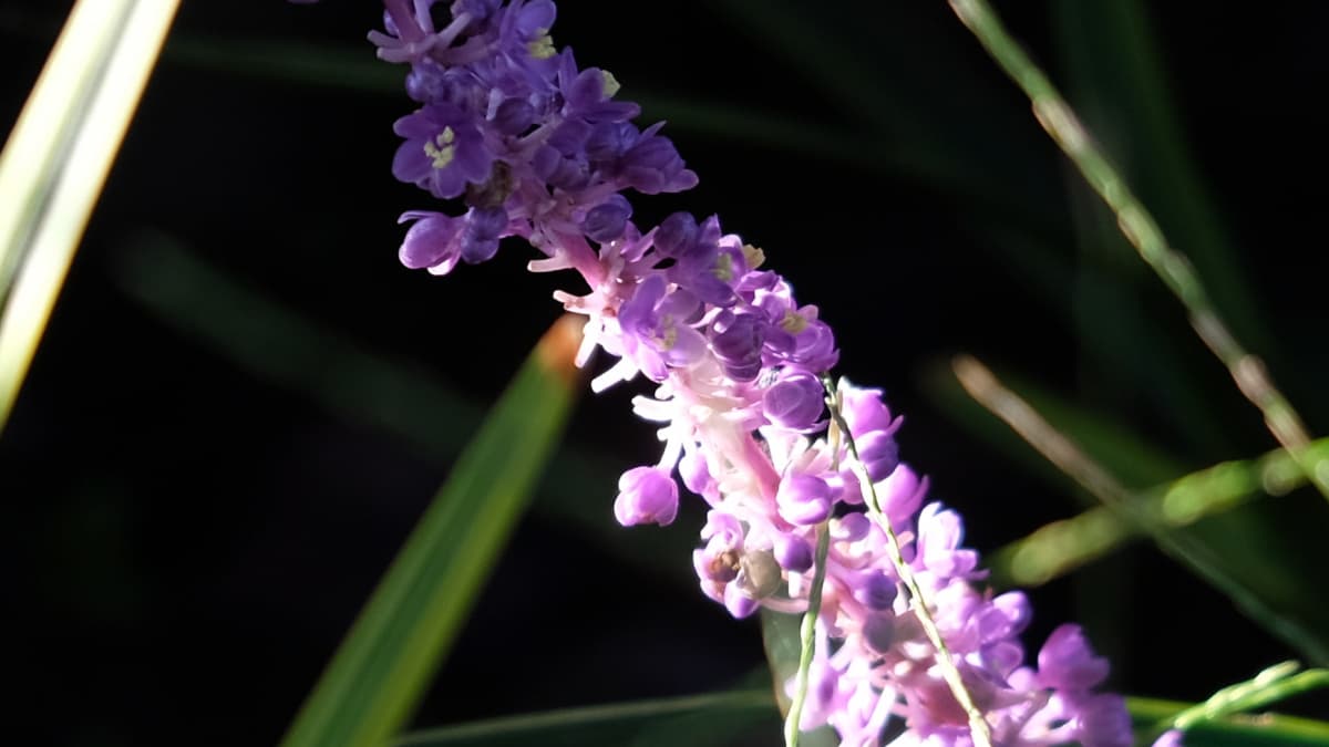 ヤブランの花20180928拡大