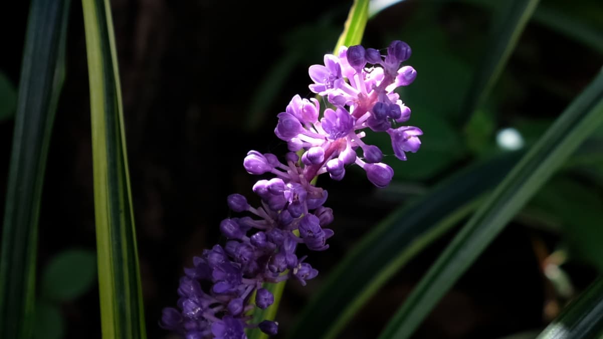 ヤブランの花20180928-2近接撮影