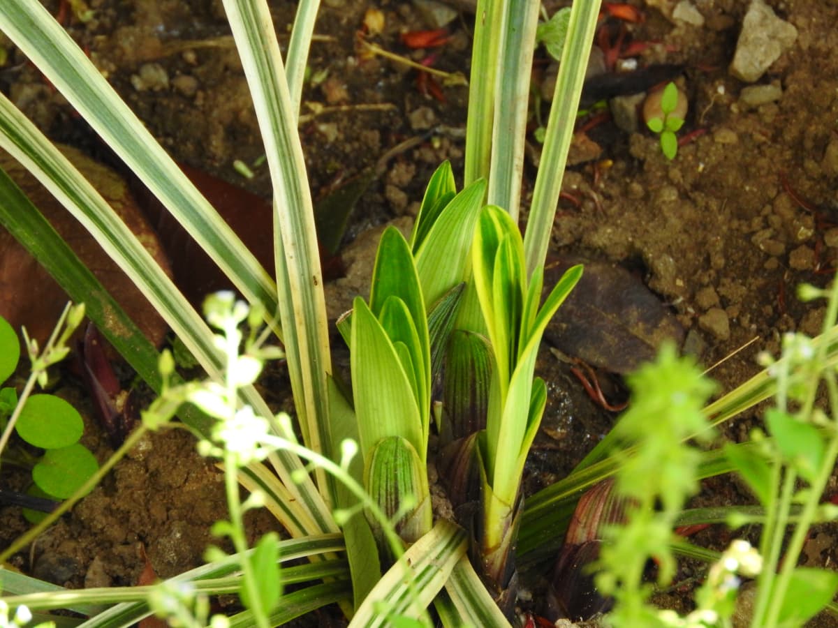 ヤブラン1の芽出し20180409