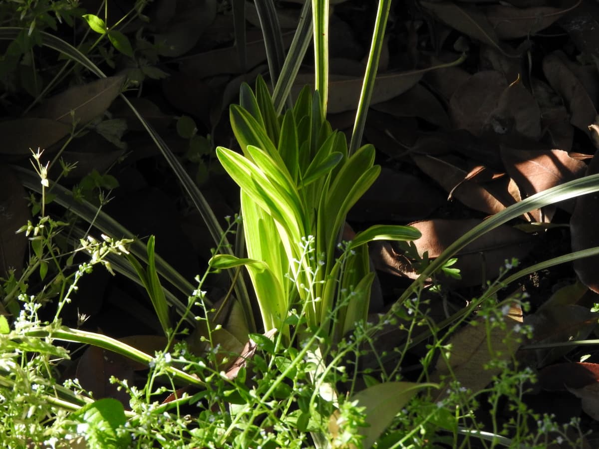 ヤブラン1-20180422