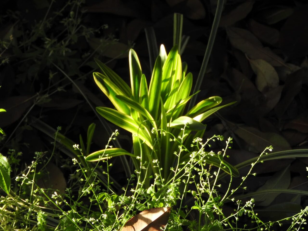 ヤブラン1-20180426