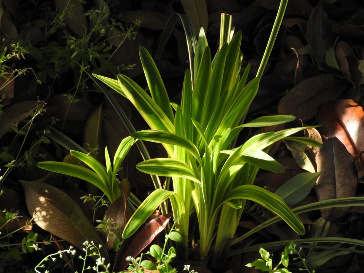 ヤブラン1-20180429