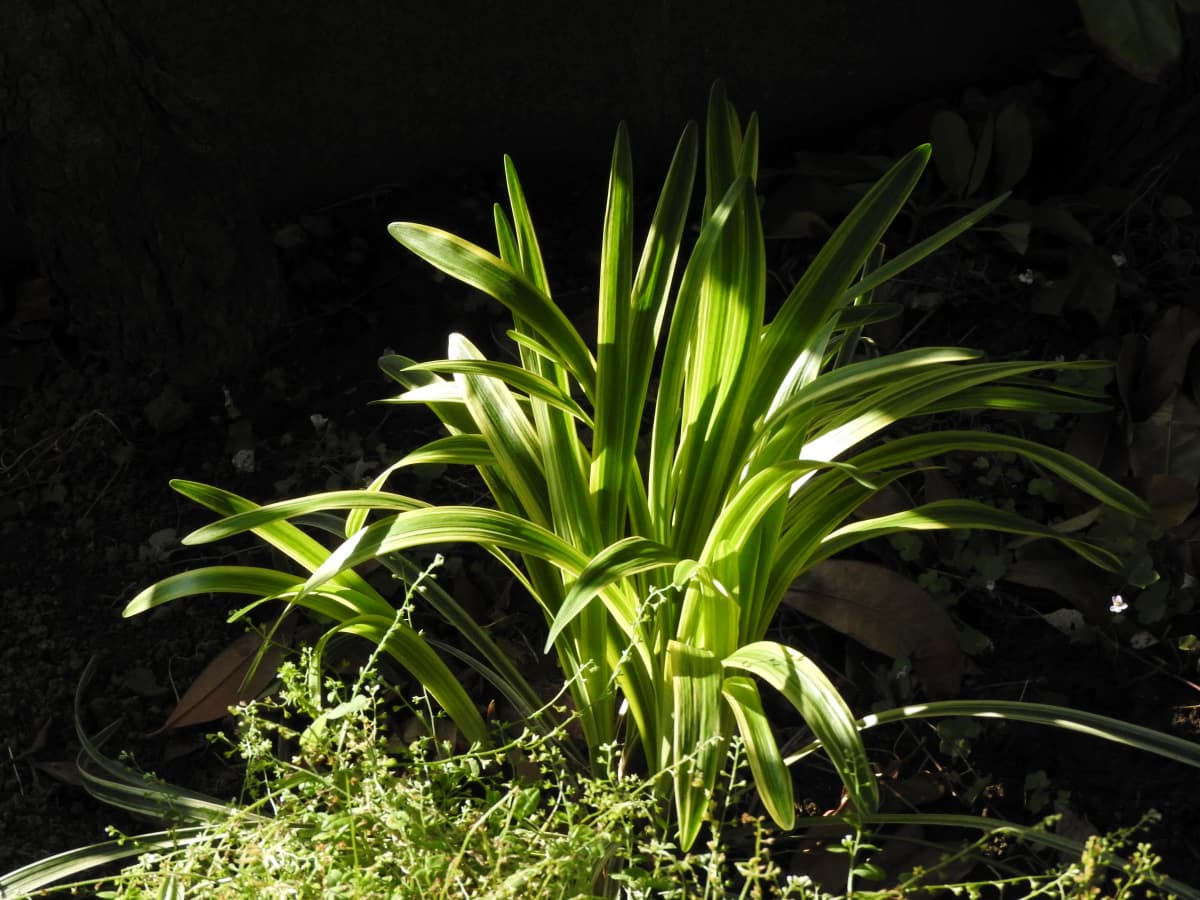 ヤブラン1-20180512