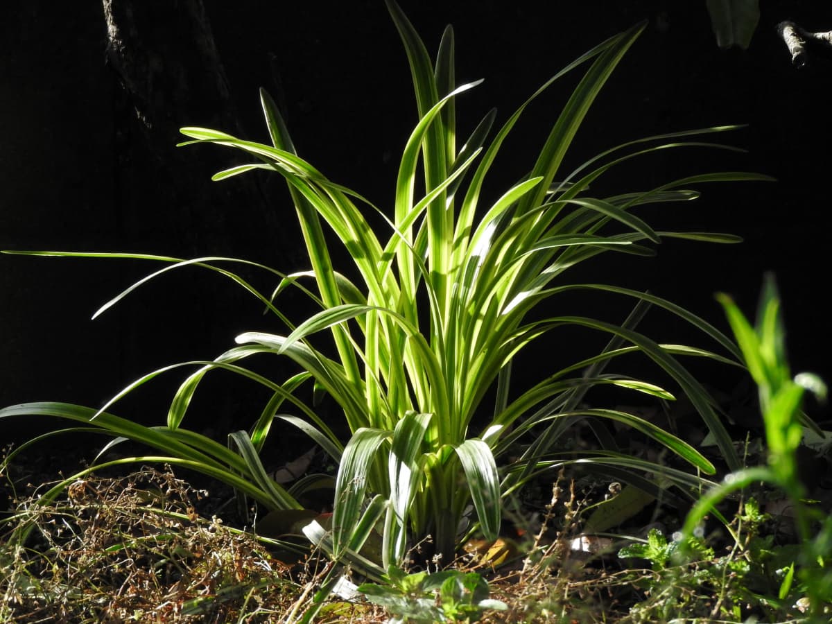 ヤブラン1-20180531