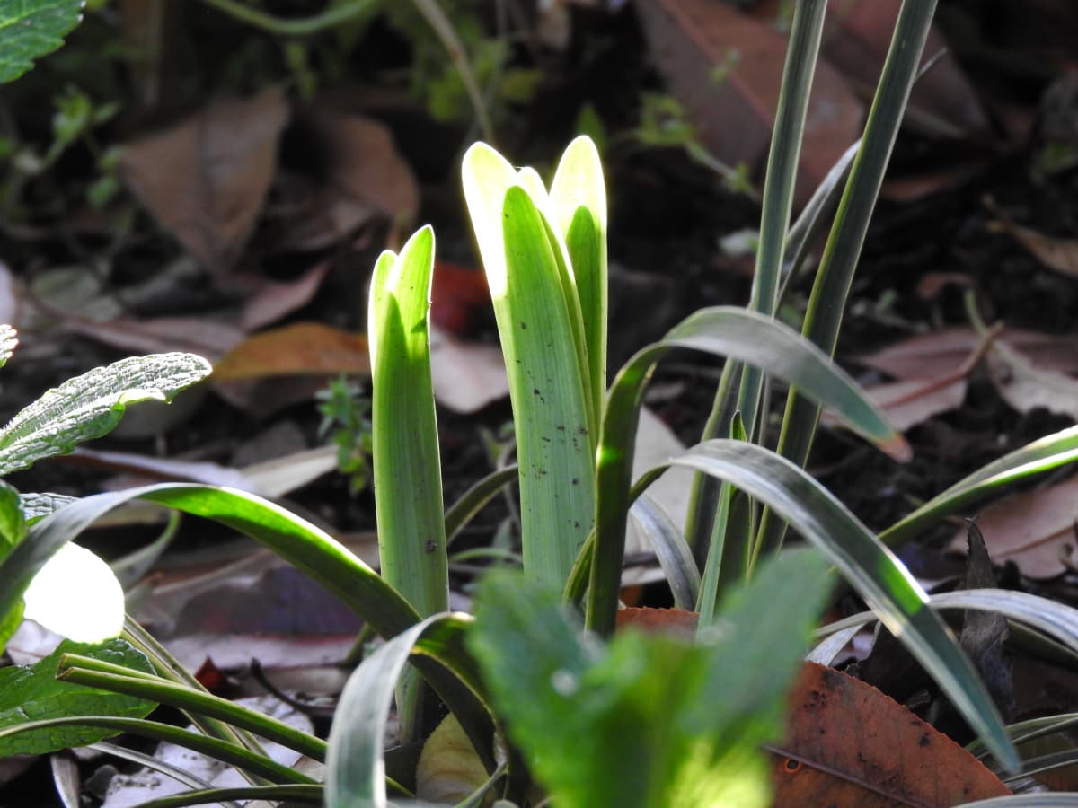 ヤブラン２の芽出し20180419