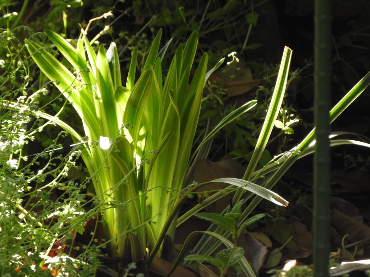 ヤブラン２-20180426