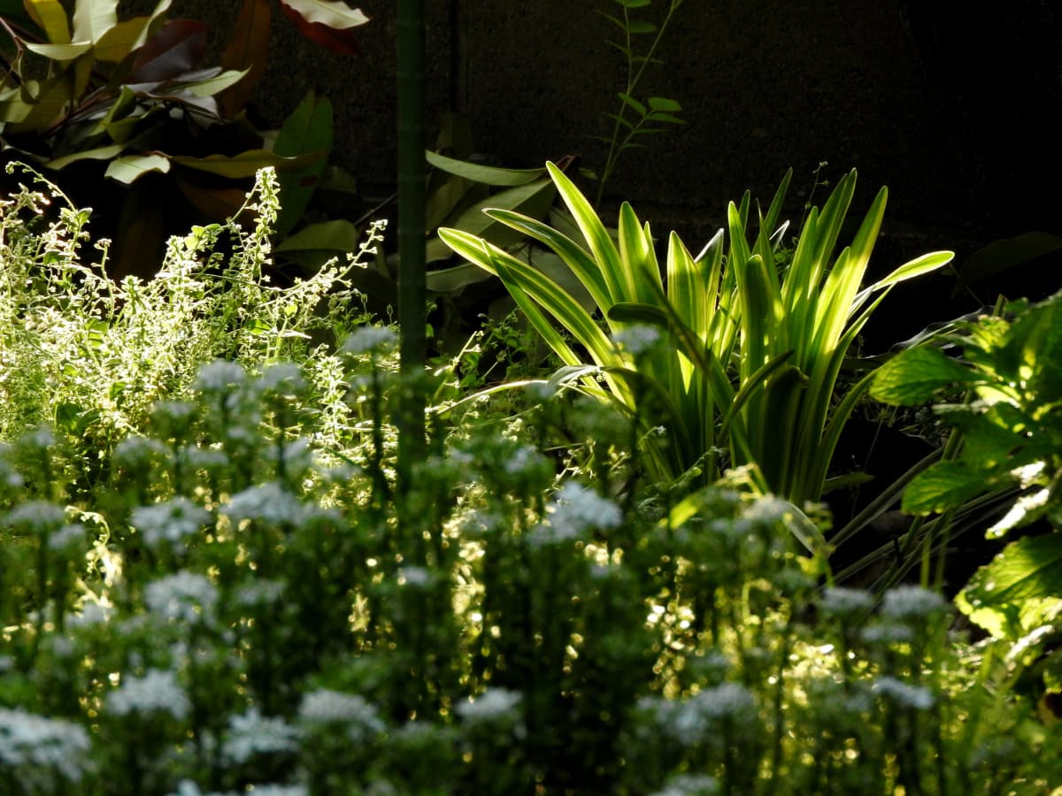 ヤブラン2-20180501