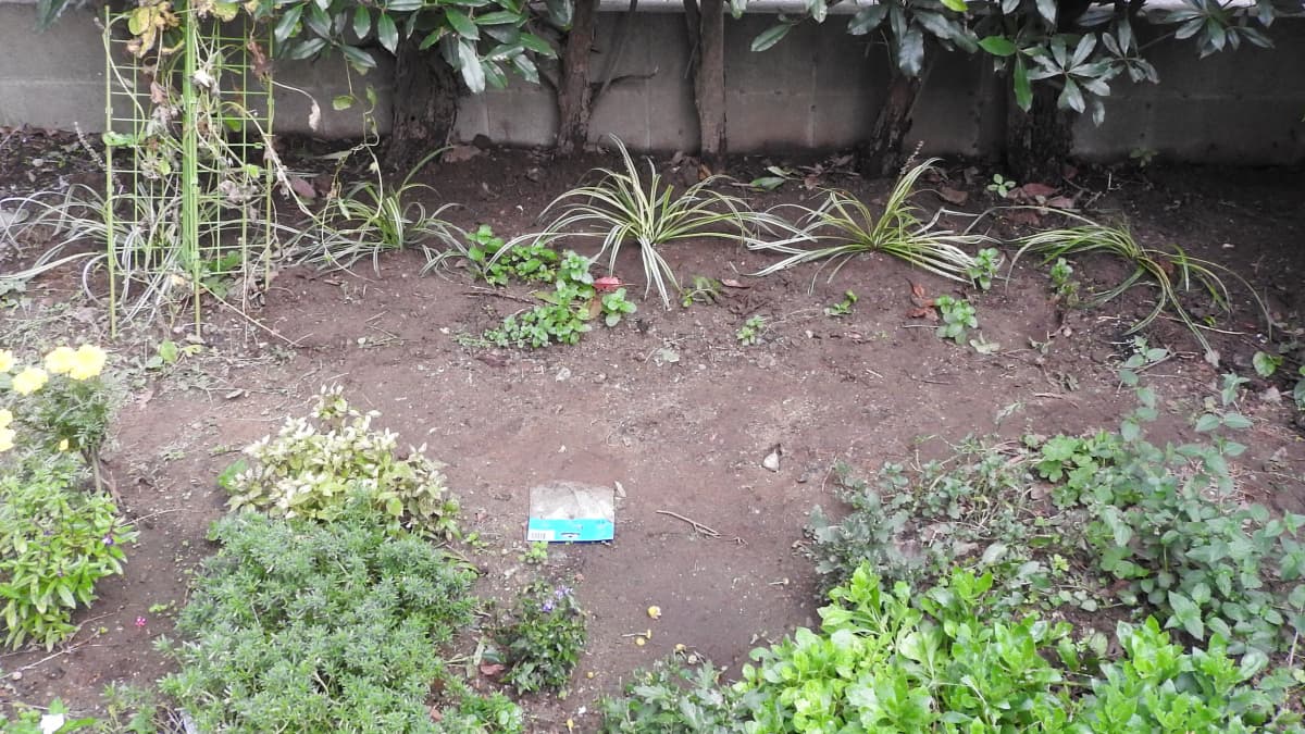 ヤブラン初植え2017/11