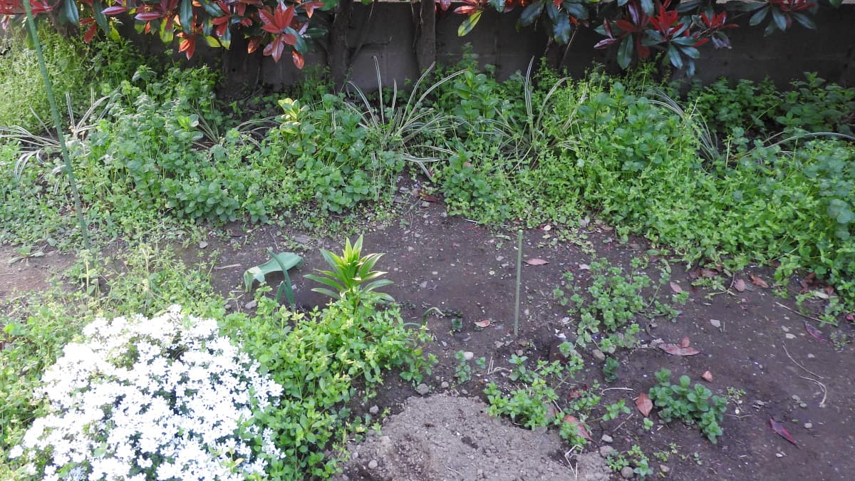 ヤブラン初植え３か月後2018/3