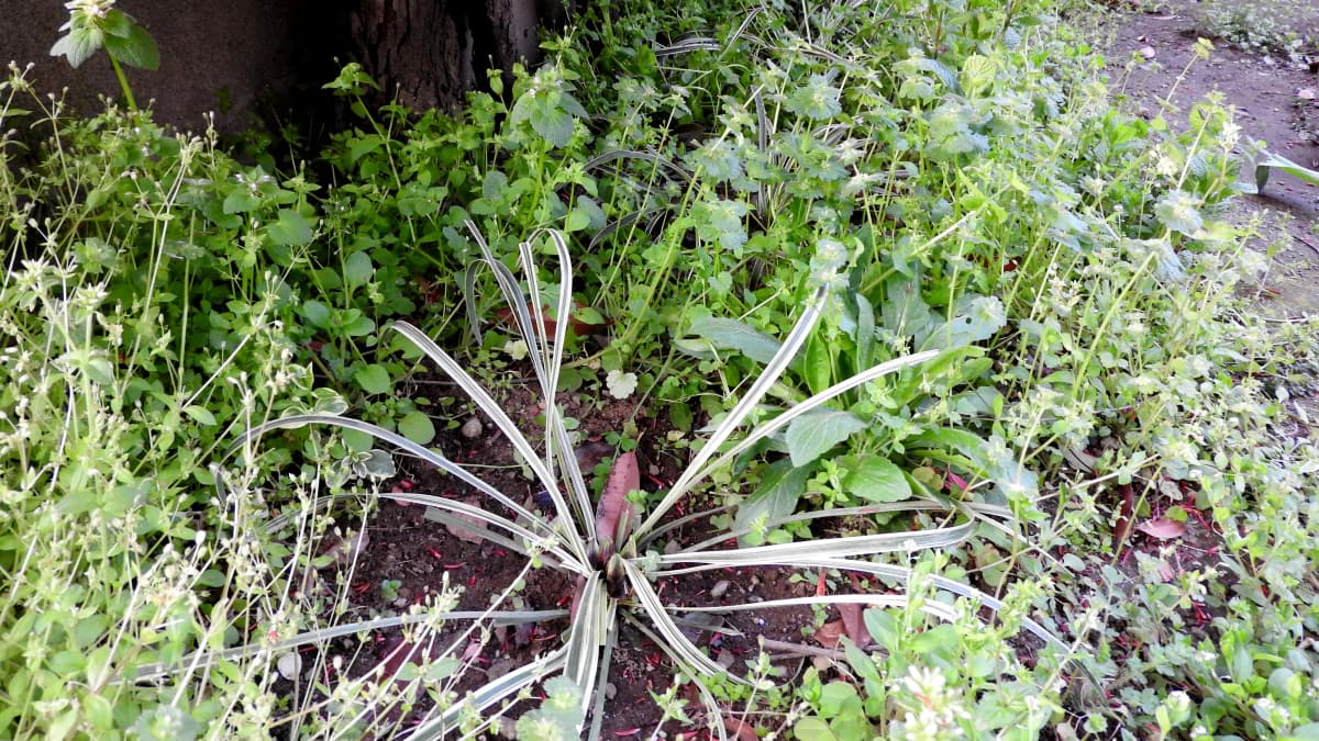 ヤブラン芽出し2018/3月末